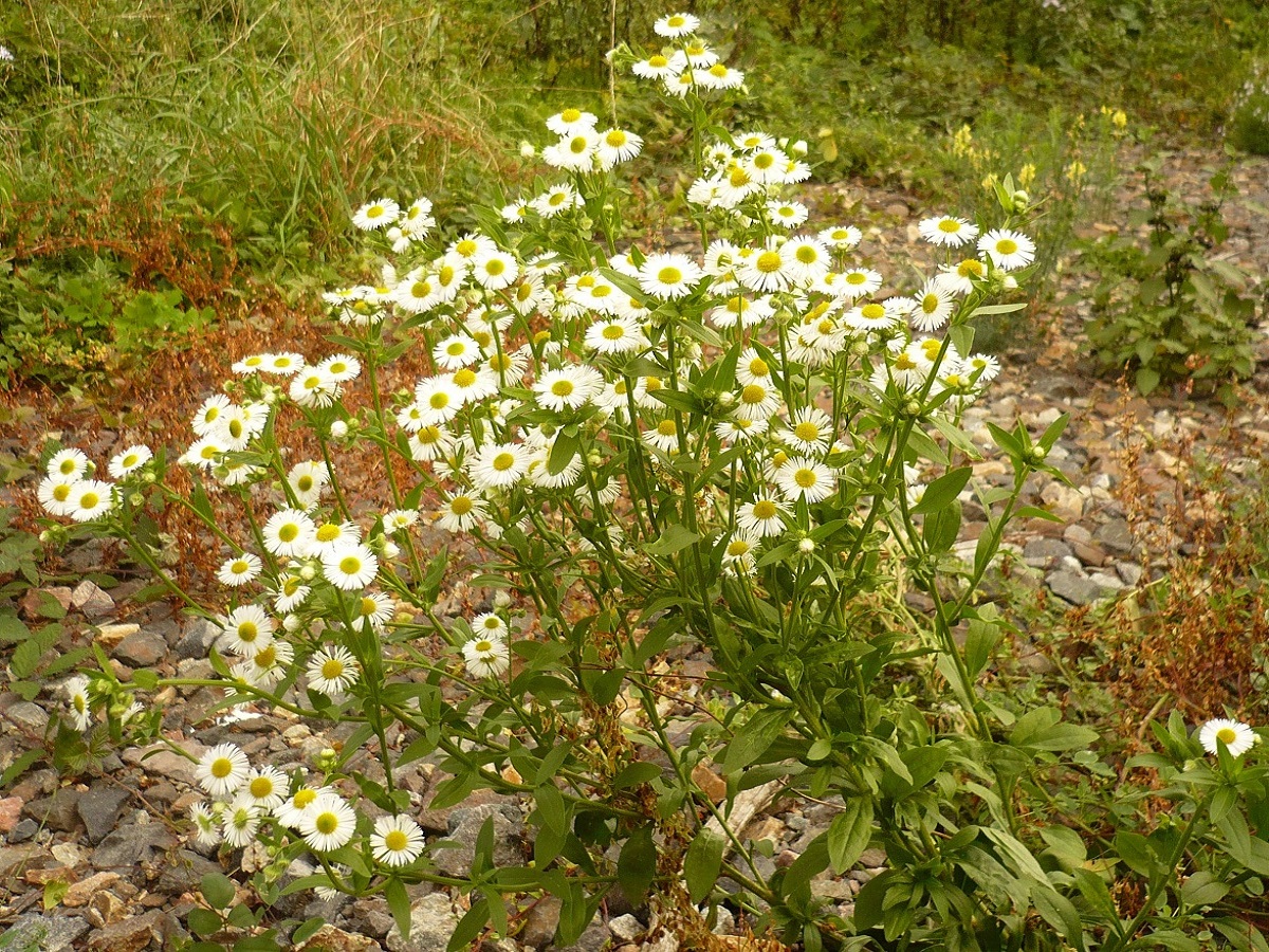 Erigeron annuus subsp. septentrionalis (Asteraceae)